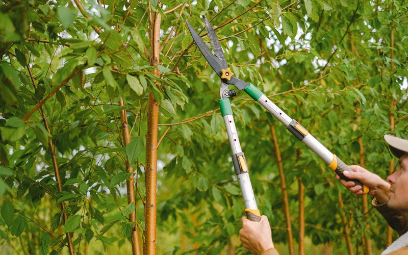 Tree trimming in Porters Falls, WV
